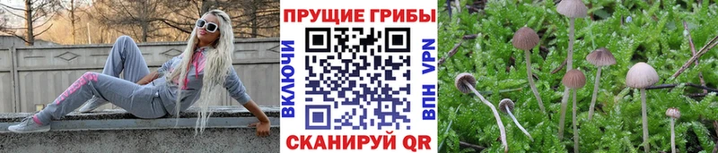 Псилоцибиновые грибы Psilocybine cubensis  даркнет сайт  Городовиковск 